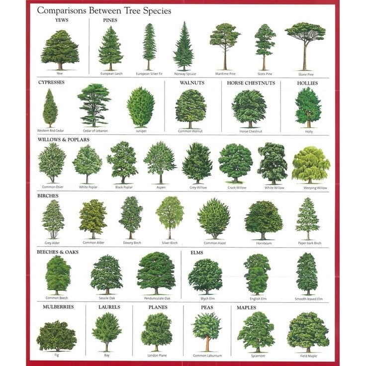 Learn How To Identify Trees And Leaves Enchanted Little World